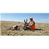 Image 3 : 3-Day Colorado Pronghorn Hunt for 1 Hunter