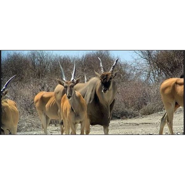 5-Day Namibia Livingstone Eland and Gemsbok Hunt for 1 Hunter and 1 Observer