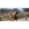 Image 1 : 5-Day Namibia Livingstone Eland and Gemsbok Hunt for 1 Hunter and 1 Observer