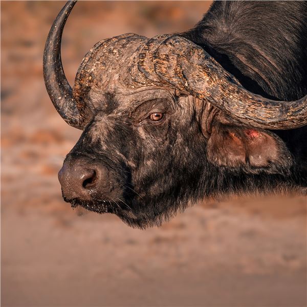 10-Day South Africa 6 Antelope Hunt for 2 Hunters