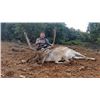 Image 1 : 4-day Spain Hunter’s Choice Pyrenean Fallow Deer/Roedeer/Chamois Hunt and Barcelona Tour for 1 Hunte