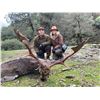 Image 5 : 4-day Spain Hunter’s Choice Pyrenean Fallow Deer/Roedeer/Chamois Hunt and Barcelona Tour for 1 Hunte