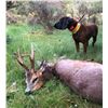 Image 7 : 4-day Spain Hunter’s Choice Pyrenean Fallow Deer/Roedeer/Chamois Hunt and Barcelona Tour for 1 Hunte