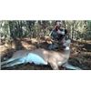 Image 1 : 3-Day North Carolina Four Whitetail Deer Hunt for 1 Hunter