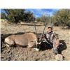 Image 3 : LUXURY PRIVATE LAND FREE-RANGE TROPHY ORYX (GEMSBOK) HUNT IN NEW MEXICO FOR 1 HUNTER