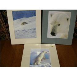 Lot of 3 Polar Bear Photos:  Mother and Babies, Up Close and Personal, and "Hey! What are you doing,