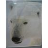 Image 4 : Lot of 3 Polar Bear Photos:  Mother and Babies, Up Close and Personal, and "Hey! What are you doing,