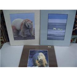 Lot of 3 Polar Bear Photos:  Polar Bear after Dinner, Mother and two Babies, and Polar Bear on Ice (