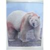 Image 2 : Lot of 3 Polar Bear Photos:  Polar Bear after Dinner, Mother and two Babies, and Polar Bear on Ice (