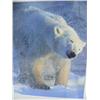Image 2 : Lot of 3 Polar Bear Photos: Polar Bear Walking, Polar Bear Going after Seal, and Polar Bear Looking 
