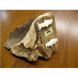 2 Salmon Mounted on Walrus Jawbone (1)