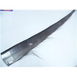 53" Scrimshawed Baleen with Whales, Walrus, Striped Seal (1)