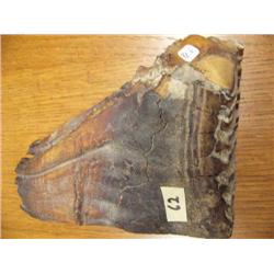 6" 20,000 years old Mammoth Tooth 92F