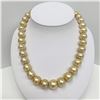 Image 2 : 13-16mm South Sea Medium Golden Button Pearl Necklace with Gold Clasp