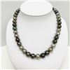 Image 2 : 11-12mm Tahitian Multicolor Near-Round Pearl Necklace with Gold Clasp