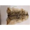 Image 1 : Coyote Tanned Pelt