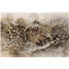 Image 2 : Tanned Coyote Pelt