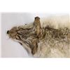 Image 3 : Tanned Coyote Pelt