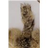 Image 4 : Tanned Coyote Pelt