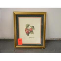 Peg Wheeler Hope Apricot Print