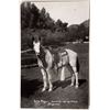 Image 2 : Horses, Thoroughbreds Real Photo Post Cards  [170505]