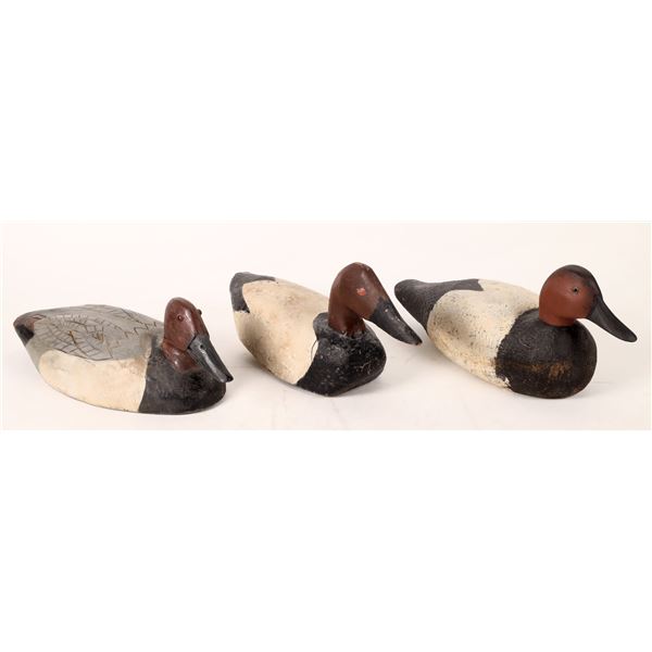 Canvasback Drake Decoy Trio  [172025]