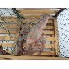 Image 5 : DECORATIVE LOBSTER TRAP W/ LOBSTER