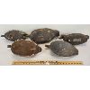 Image 2 : LOT OF 5 - DUCK DECOYS