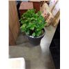 Image 1 : LARGE PLANTER POT W/ LIVE PLANT