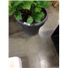 Image 2 : LARGE PLANTER POT W/ LIVE PLANT