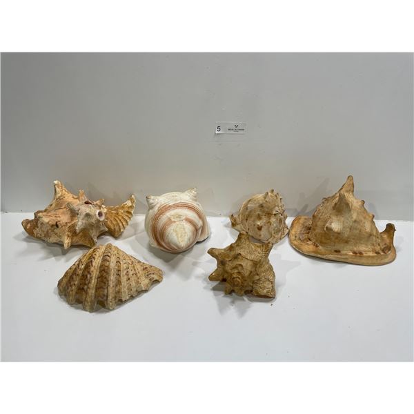 Collection Of Large Seashells