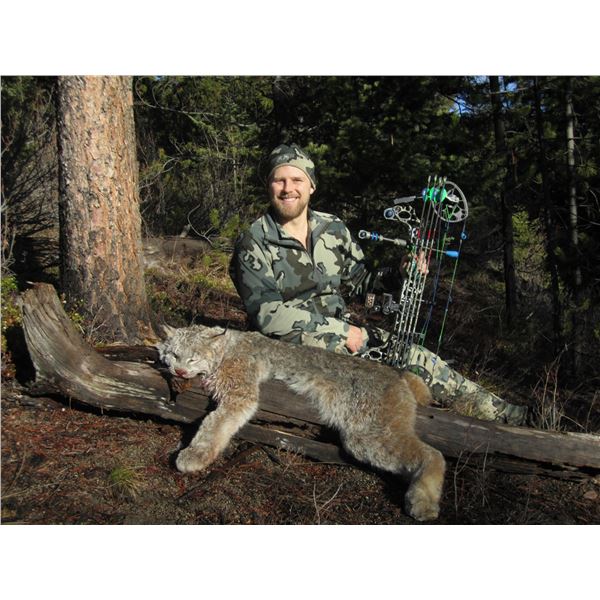 7 Day Baited Lynx, Bobcat, Wolf and Coyote Hunt for 2 Hunters
