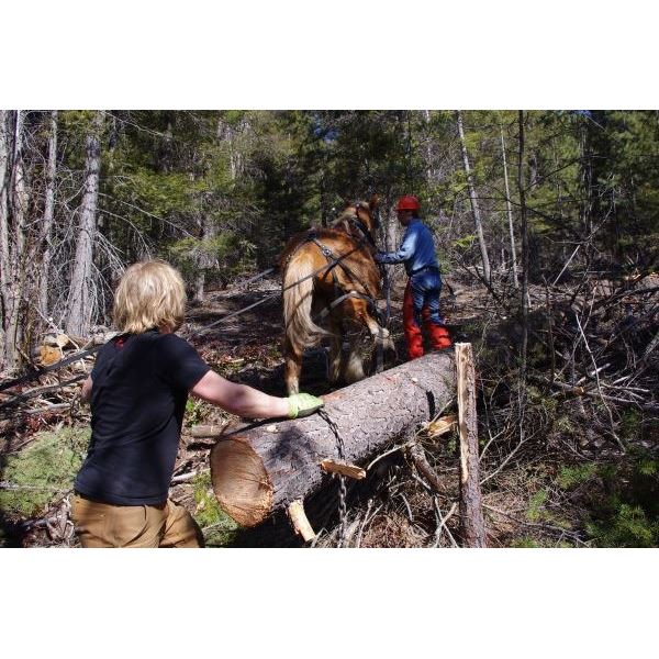 7 Day Horse Logging Guide School Program for One Person
