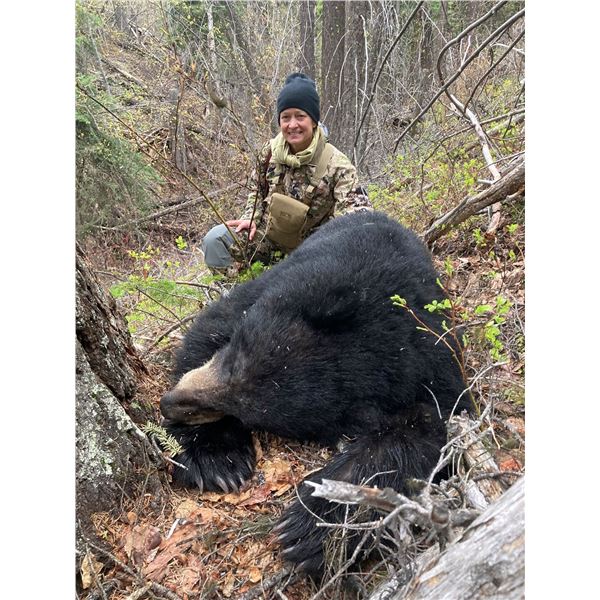 7 Day Spring Black Bear Hunt for 2 Hunters