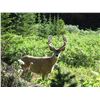 Image 3 : 7 Day Mule Deer Hunt for 2 Hunters