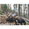 Image 2 : 7 Day Canadian Moose Hunt