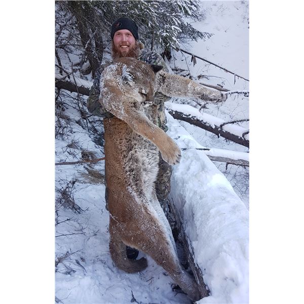 7 Day Cougar Hunt
