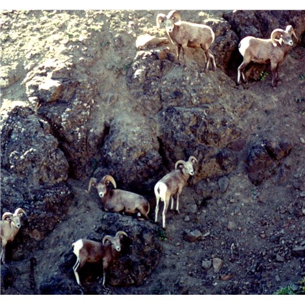 California Bighorn Sheep Lamb count- 7 day Conservation Experience