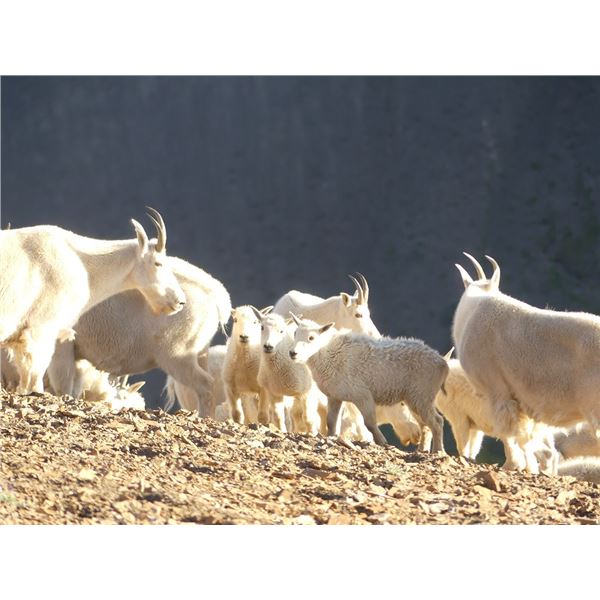 Mountain Goat kid count- 7 day Conservation Experience