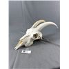 Image 1 : Vintage Skull. Approx 16" L