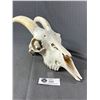 Image 2 : Vintage Skull. Approx 16" L