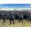 Image 2 : Rafter G Land & Cattle - 15 Mature Cows (Pen 420)