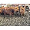Image 2 : Spruce Ridge Farms  - 9 3-4 Year-Old Cows (Pen 524)
