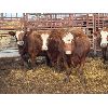 Image 2 : Spruce Ridge Farms  - 12 3-4 Year-Old Cows (Pen 519)