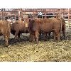 Image 2 : Regehr Land & Cattle - 9 Bred Heifers (Pen 515)