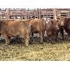 Image 3 : Regehr Land & Cattle - 9 Bred Heifers (Pen 515)