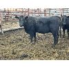 Image 1 : Regehr Land & Cattle - 3 Young Cows (Pen 517)