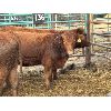 Image 1 : Quarter Circle X Ranch - 8 Bred Heifers (Pen 136)