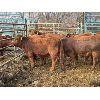 Image 2 : Quarter Circle X Ranch - 8 Bred Heifers (Pen 136)