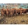 Image 3 : Quarter Circle X Ranch - 8 Bred Heifers (Pen 136)